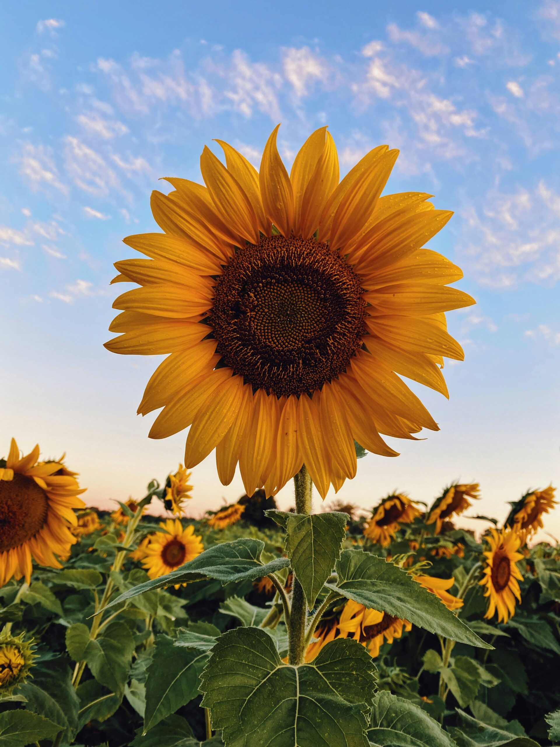Sunflower rising out of a field of other sunflowers | Image by Aaron Burden