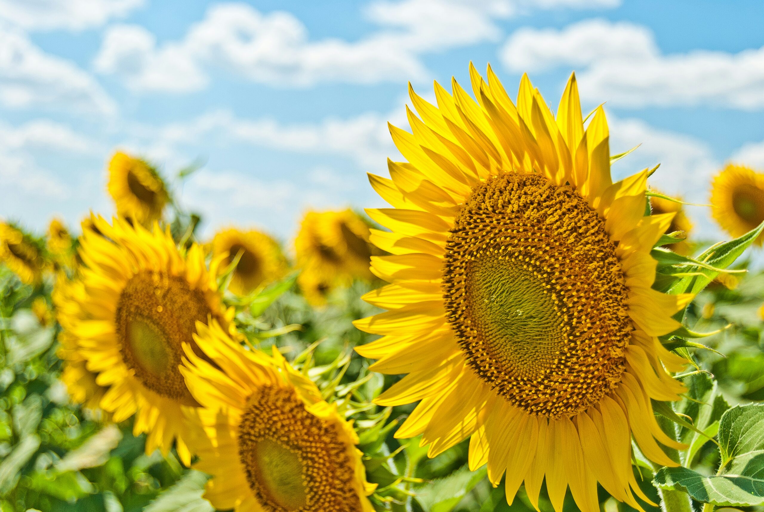 Sunflowers in a sunny field under blue skies | Photo by Aleksandr Eremin